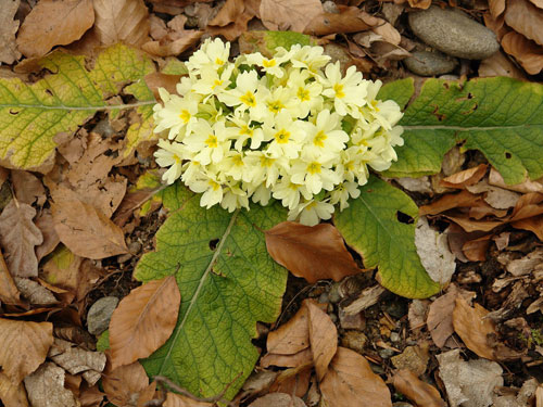 Foto buchete de primule solitare (c) Petru Goja